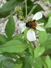 Trigona fulviventris