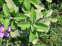 Salvia pomifera calycina
