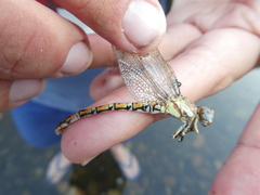 Paragomphus genei