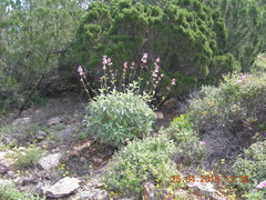 Salvia pomifera calycina