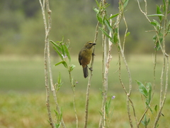 Saltator coerulescens