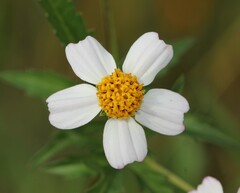 Bidens odorata