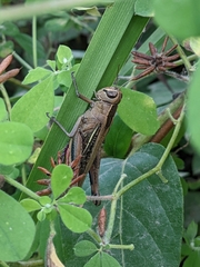 Eyprepocnemis plorans