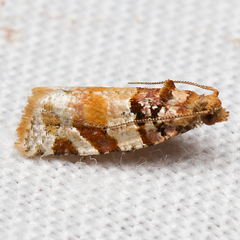 Argyrotaenia kimballi