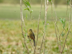 Solanum glaucophyllum