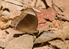 Mycalesis anaxias