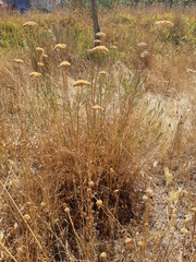 Achillea filipendulina