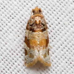 Argyrotaenia kimballi