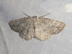 Hesperumia latipennis