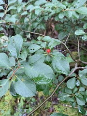 Ilex verticillata