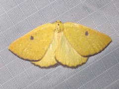 Hesperumia fumosaria