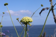 Asteriscium chilense