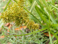 Cyperus erythrorhizos