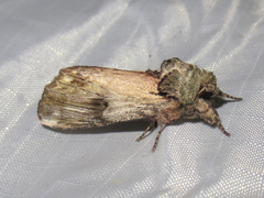 Ianassa pallida
