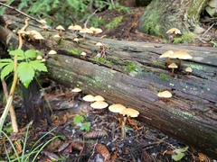 Kuehneromyces lignicola