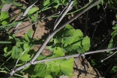 Asteriscium chilense