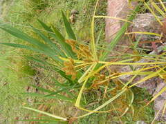 Cyperus erythrorhizos