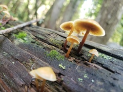 Kuehneromyces lignicola