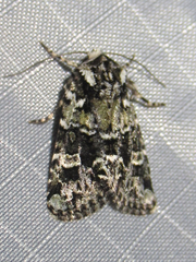 Lacinipolia strigicollis