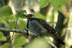 Colaptes auratus cafer