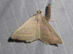 Macaria guenearia