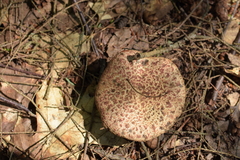 Suillus spraguei