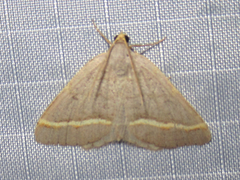 Macaria guenearia