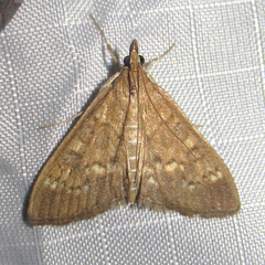 Mecyna mustelinalis