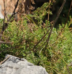 Jacobaea adonidifolia
