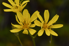 Crepis atribarba
