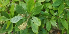 Clethra alnifolia