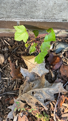 Liquidambar formosana