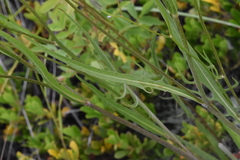 Crepis atribarba