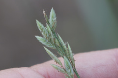 Eragrostis secundiflora
