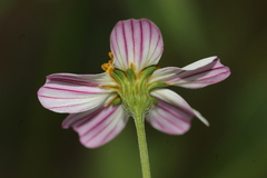 Bidens odorata