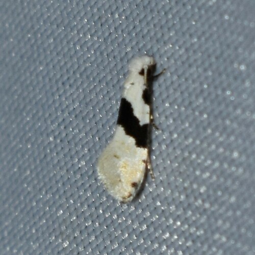 Barred White Clothes Moth photo 5