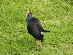 Porphyrio melanotus melanotus