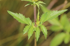 Bidens odorata