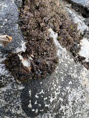 Scytinium lichenoides