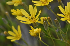 Crepis atribarba