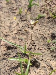 Ornithogalum