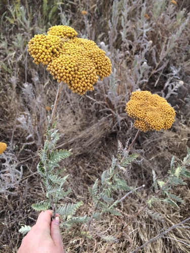 Achillea filipendulina