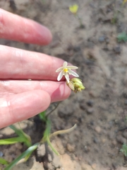 Ornithogalum
