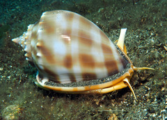 Phalium bandatum