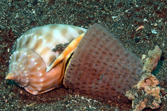 Phalium bandatum