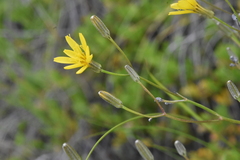 Crepis atribarba