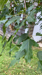 Acer ginnala