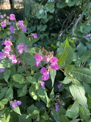 Impatiens glandulifera