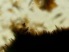 Hymenochaete rubiginosa