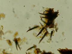Hymenochaete rubiginosa